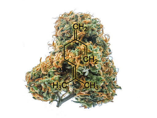cannabis terpenes graphic