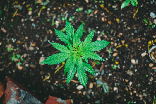 cannabis seedling