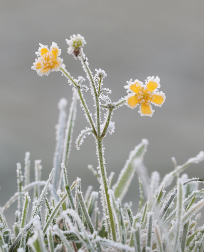 Rime on a yellow flower plant in winter